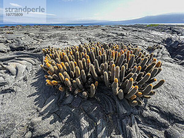 Lavakaktus (Brachycereus nesioticus)  im Pahoehoe-Lavafeld auf der Insel Fernandina  Galapagosinseln  UNESCO-Weltkulturerbe  Ecuador  Südamerika