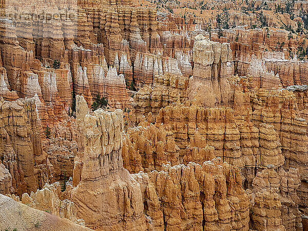 Red rock formations known as hoodoos in Bryce Canyon National Park  Utah  United States of America  North America