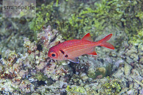 Ein erwachsener Soldatenfisch (Myripristis spp)  vor dem Riff auf der Insel Kawe  Raja Ampat  Indonesien  Südostasien