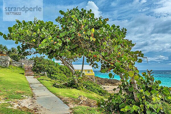 Bay Grape Trees in John Smith's Bay  Smiths  Bermuda  Atlantik  Nordamerika