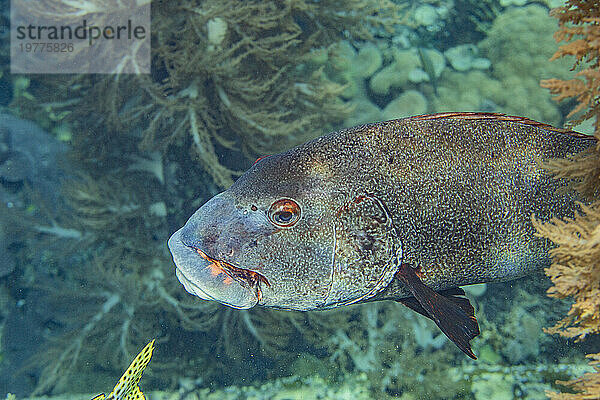 Eine ausgewachsene Riesensüßlippe (Plectorhincus albovittatus)  vor Port Airboret  Raja Ampat  Indonesien  Südostasien  Asien