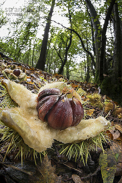 Offene Früchte der Edelkastanie (Castanea sativa)  inmitten von Laubstreu auf Waldboden  Vereinigtes Königreich  Europa