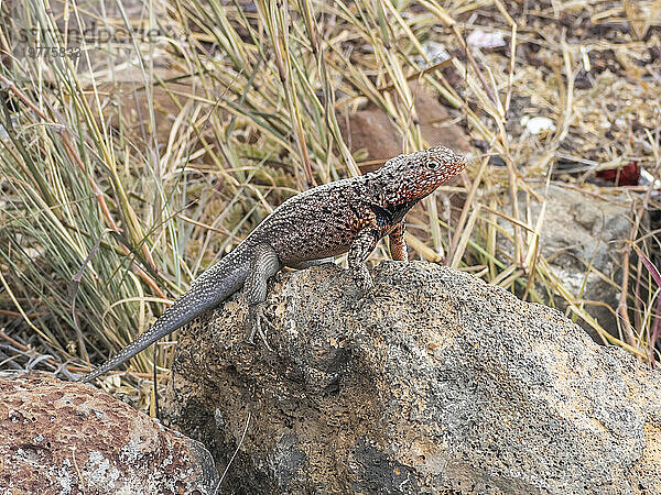 Erwachsene männliche Galapagos-Lava-Eidechse (Microlophus albemarlensis)  Santa Cruz Island  Galapagos-Inseln  UNESCO-Weltkulturerbe  Ecuador  Südamerika