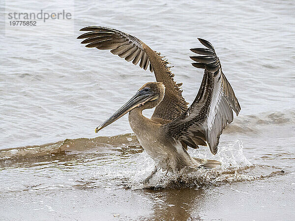 Jungbrauner Pelikan (Pelecanus occidentalis)  in Buccaneer Cove  Insel Santiago  Galapagosinseln  UNESCO-Weltkulturerbe  Ecuador  Südamerika