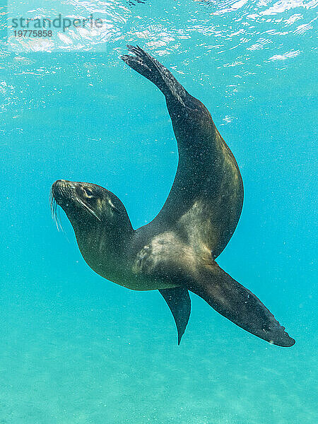 Galapagos-Seelöwe (Zalophus wollebaeki) beim Spielen unter Wasser  Punta Pitt  Insel San Cristobal  Galapagos-Inseln  UNESCO-Weltkulturerbe  Ecuador  Südamerika