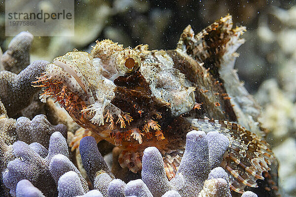 Ein ausgewachsener Drachenkopf (Scorpaenopsis oxycephalus)  getarnt in der Koralle  Port Airboret  Raja Ampat  Indonesien  Südostasien