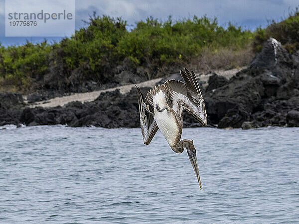 Jungbrauner Pelikan (Pelecanus occidentalis)  Tauchgang in der Bucht von Urbina  Galapagos-Inseln  UNESCO-Weltkulturerbe  Ecuador  Südamerika