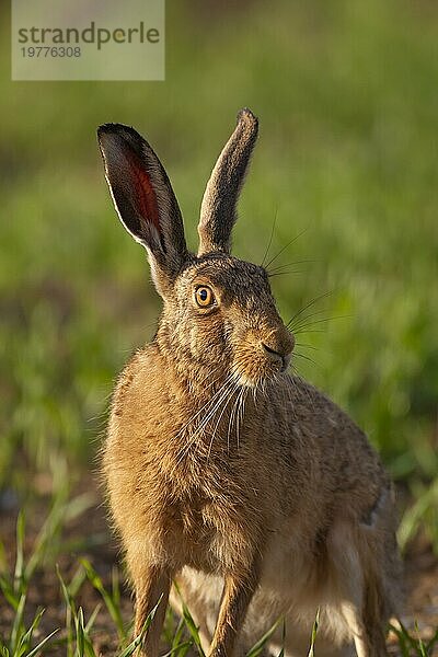 Europäischer Feldhase (Lepus europaeus) erwachsenes Tierporträt  Suffolk  England  Großbritannien  Europa