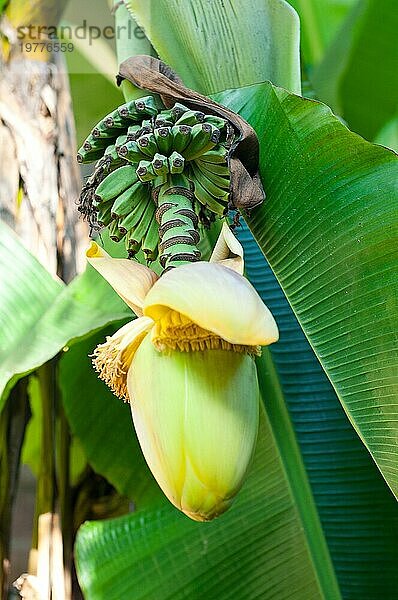 Bananenfrucht Blume Blüte Nahaufnahme geschlossen auf Palme