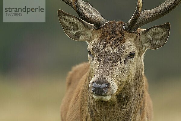 Rothirsch (Cervus elaphus) erwachsener männlicher Hirsch Tierporträt  Surrey  England  Großbritannien  Europa