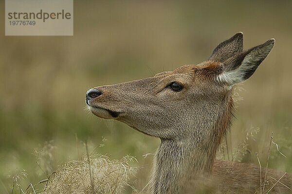 Rothirsch (Cervus elaphus)  erwachsenes weibliches Hinterteil  Surrey  England  Großbritannien  Europa