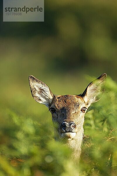 Rothirsch (Cervus elaphus)  erwachsenes weibliches Hinterteil  Surrey  England  Großbritannien  Europa