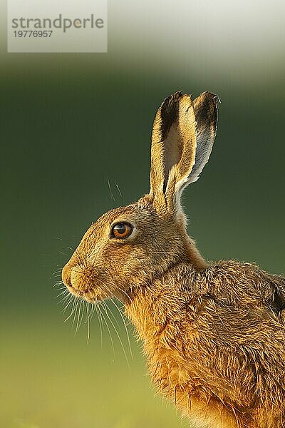 Europäischer Feldhase (Lepus europaeus) erwachsenes Tier Kopfporträt  Norfolk  England  Großbritannien  Europa