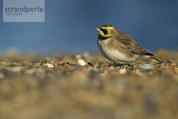 Uferlerche oder Ohrenlerche (Eremophila alpestris) erwachsener Vogel am Strand  Suffolk  England Vereinigtes Königreich