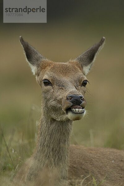 Rothirsch (Cervus elaphus)  erwachsenes weibliches Hinterteil  Surrey  England  Großbritannien  Europa