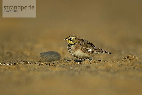 Uferlerche oder Ohrenlerche (Eremophila alpestris) erwachsener Vogel am Strand  Suffolk  England Vereinigtes Königreich