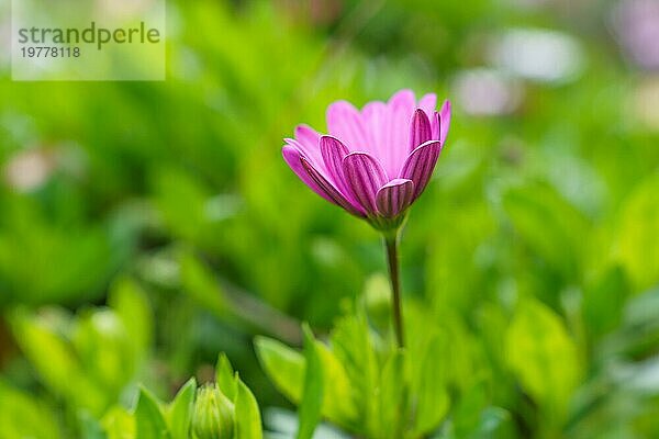 Nahaufnahme eines schönen rosa Gänseblümchens auf einer unscharfen grünen Wiese