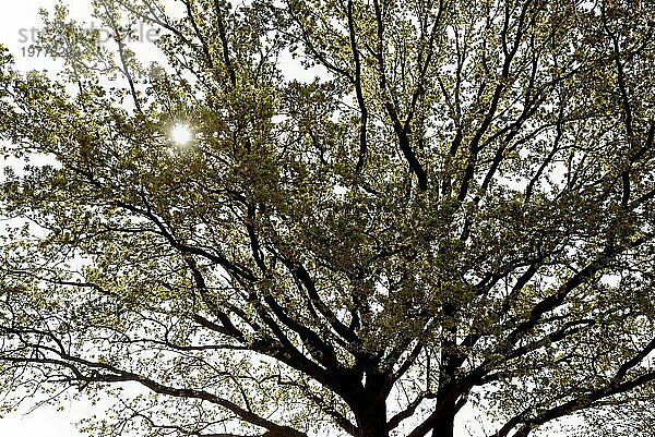 Eiche (Quercus)  Baumkrone zur Blatt- und Blütezeit  Sonnenstern  Nordrhein-Westfalen  Deutschland  Europa