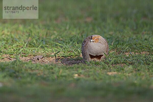 Graues oder englisches Rebhuhn (Perdix perdix)  erwachsener Vogel  der in einem Getreidefeld schläft  Suffolk  England  Großbritannien  Europa