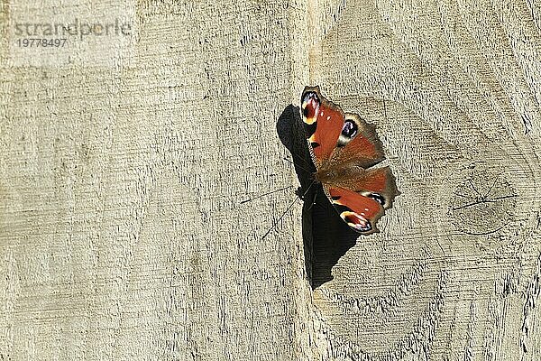 Tagpfauenauge (Aglais io)  erwachsen  auf einem Gartenzaun ruhend  Suffolk  England  Großbritannien  Europa