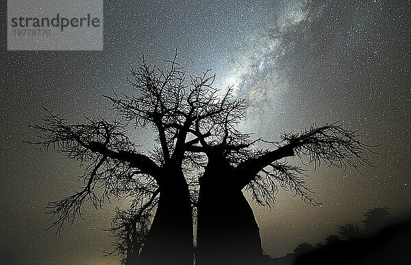 Silhouette eines Baobab Baum mit Sternenhimmel und Milchstraße  Afrikanischer Affenbrotbaum (Adansonia digitata)  Nachtaufnahme  Kubu Island  Makgadikgadi Salzpfanne  Botswana  Afrika