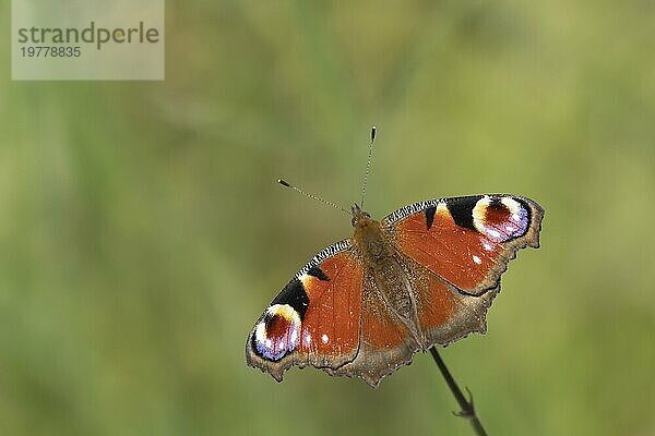 Tagpfauenauge (Aglais io)  erwachsen  auf einer Pflanze ruhend  Suffolk  England  Großbritannien  Europa