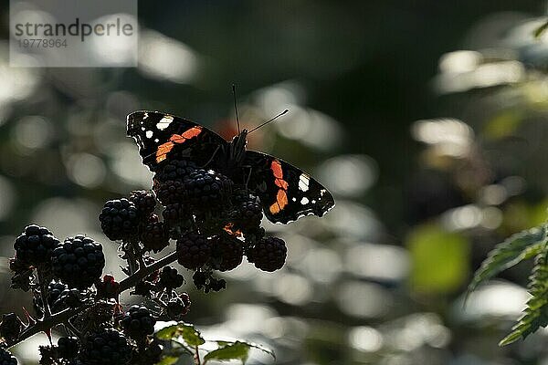 Admiralfalter (Vanessa atalanta)  erwachsener Schmetterling  ruhend auf Brombeeren in einer Hecke  Suffolk  England  Großbritannien  Europa