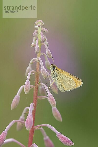 Braunkolbiger Braundickkopffalter (Thymelicus sylvestris)  erwachsener Schmetterling  ruhend auf einer Rosebay Weidenröschenblüte  Suffolk  England  Großbritannien  Europa