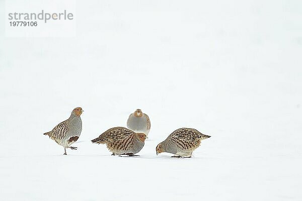 Graues oder englisches Rebhuhn (Perdix perdix)  vier erwachsene Vögel auf einem schneebedeckten Ackerfeld im Winter  Suffolk  England  Großbritannien  Europa