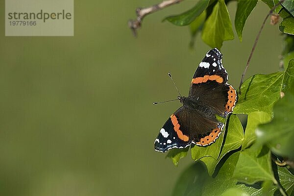 Admiralfalter (Vanessa atalanta)  erwachsener Schmetterling  ruhend auf einem Efeublatt (Hedera helix)  Suffolk  England  Großbritannien  Europa