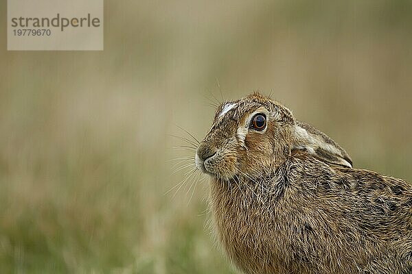 Europäischer Feldhase (Lepus europaeus) erwachsenes Tierporträt  Suffolk  England  Großbritannien  Europa