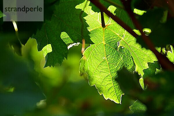 Rebenblatt von Weingut an der Mosel im Gegenlicht  Rheinland-Pfalz