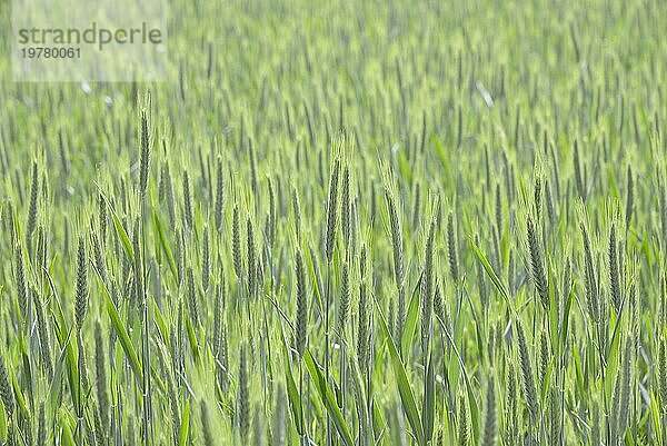 Getreidefeld  grünes Getreide im Gegenlicht  Nordrhein-Westfalen  Deutschland  Europa