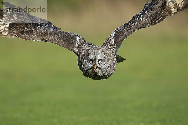 Bartkauz (Strix nebulosa) erwachsener Vogel im Flug  England  Vereinigtes Königreich  captive