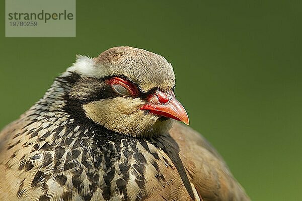 Rotbeiniges oder Rothuhn (Alectoris rufa)  erwachsener Vogel  schlafend  Norfolk  England  Großbritannien  Europa