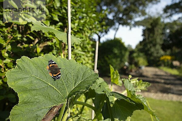 Admiralfalter (Vanessa atalanta)  erwachsener Schmetterling  ruhend auf einem Blatt einer Gartenkürbis Pflanze  Suffolk  England  Großbritannien  Europa