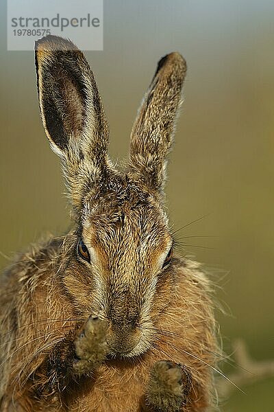 Europäischer Feldhase (Lepus europaeus) erwachsenes Tierporträt  Suffolk  England  Großbritannien  Europa