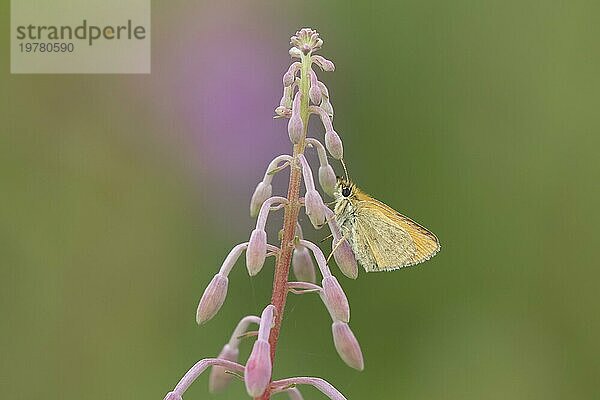 Braunkolbiger Braundickkopffalter (Thymelicus sylvestris)  erwachsener Schmetterling  ruhend auf einer Rosebay Weidenröschenblüte  Suffolk  England  Großbritannien  Europa