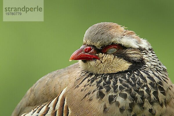 Rotbeiniges oder Rothuhn (Alectoris rufa)  erwachsener Vogel  schlafend  Norfolk  England  Großbritannien  Europa