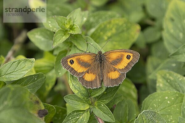 Rotbraunes Ochsenauge (Pyronia tithonus)  erwachsener Schmetterling  ruhend auf einem Blatt des Wilden Majorans (Origanum vulgare)  Suffolk  England  Großbritannien  Europa