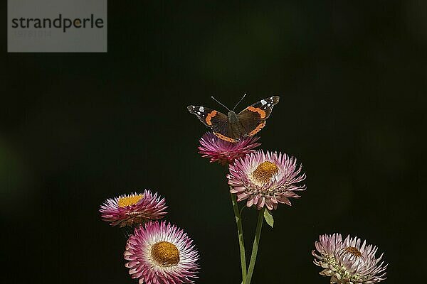 Admiralfalter (Vanessa atalanta)  erwachsener Schmetterling  ruhend auf einer Strohblume  Suffolk  England  Großbritannien  Europa