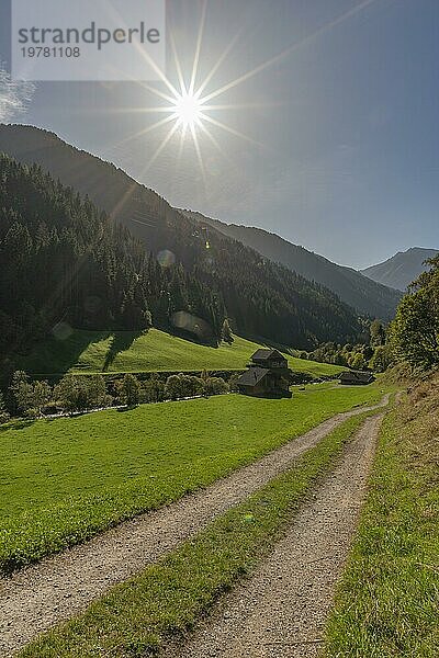 Landwirtschaft  Alm im Tal Zillergrund  Gebirgsbach Ziller  Almweide  Zillertaler Alpen  Weg  Berghang  Nadelwald  Gegenlicht  blauer Himmel  Tirol  Österreich  Europa