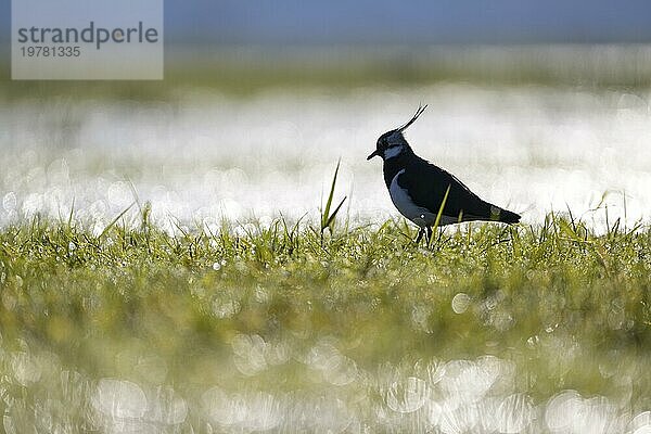 Kiebitz (Vanellus vanellus)  in einer Feuchtwiese  im Gegenlicht  Dümmer  Niedersachsen  Deutschland  Europa