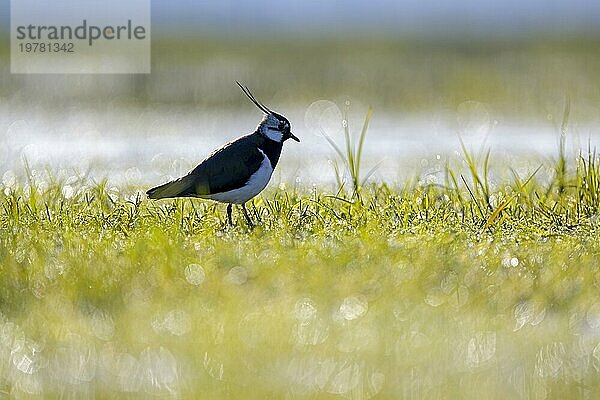 Kiebitz (Vanellus vanellus)  in einer Feuchtwiese  im Gegenlicht  Dümmer  Niedersachsen  Deutschland  Europa