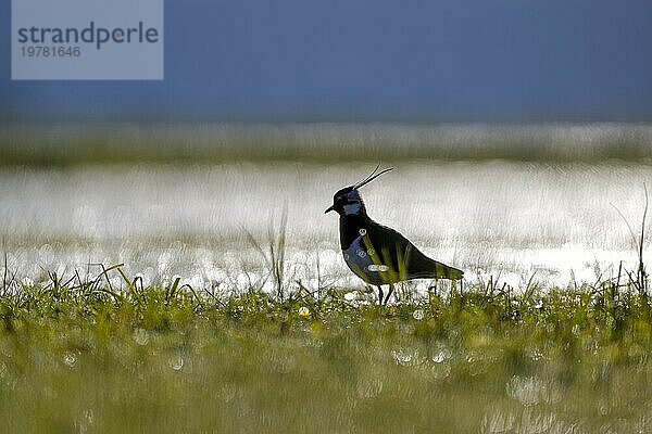 Kiebitz (Vanellus vanellus)  in einer Feuchtwiese  im Gegenlicht  Dümmer  Niedersachsen  Deutschland  Europa