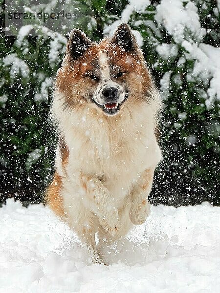 Elo  Hund springt im Schnee  schneien  Freude  Spass  glücklich  Spiel  Winter  Lustig  männlich