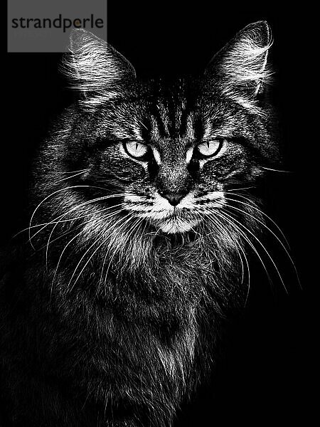 Katze  Schwarzweiß  Porträt  Nahaufnahme