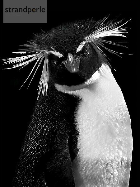 Pinguin schaut in die Kamera  Nahaufnahme  schwarzweiß  Porträt