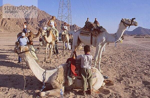 Ägypten : Eine Touristengruppe mit jungen Leuten erkundet die Wüste Sinai auf einem Kamel