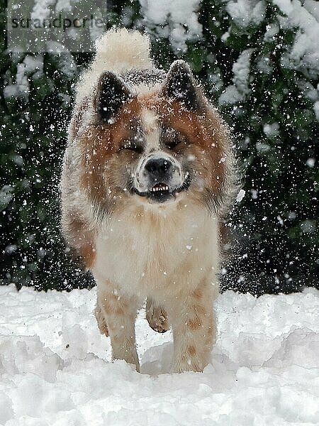 Ein flauschiger Hund spielt im Schnee  und schaut freudig direkt in die Kamera  Elo  Winter